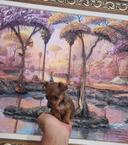 PINSCHER FÊMEA MINIATURA MINÚSCULA BEM PEQUENA PURISSIMA E PERFEITA.