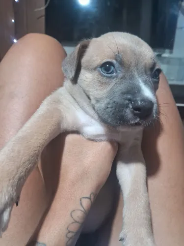 5 Filhotes de Cachorro Mestiços - 2 Meses