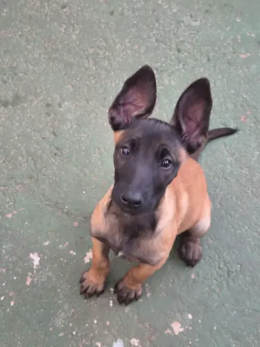 Pastor Belga Malinois FÊMEA