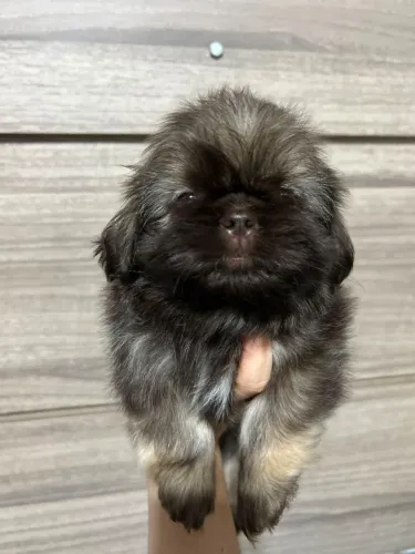 Shih tzu Macho