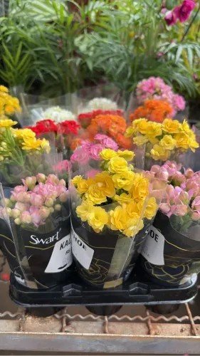 Muda de Kalanchoe 