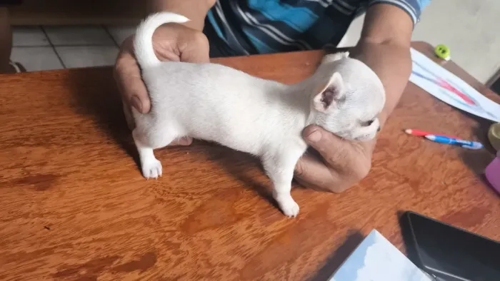 Chihuahua pelo curto