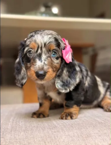 Dachshund teckel arlequim fêmea e macho exóticos 