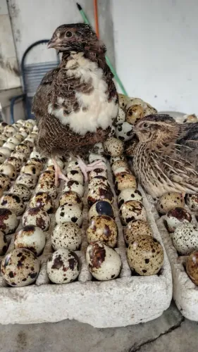 Ovo de codorna