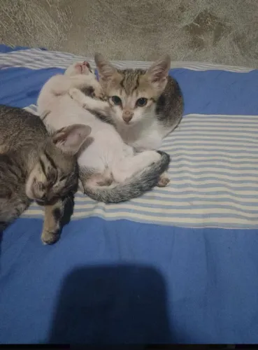 Doação de filhotes de gatos