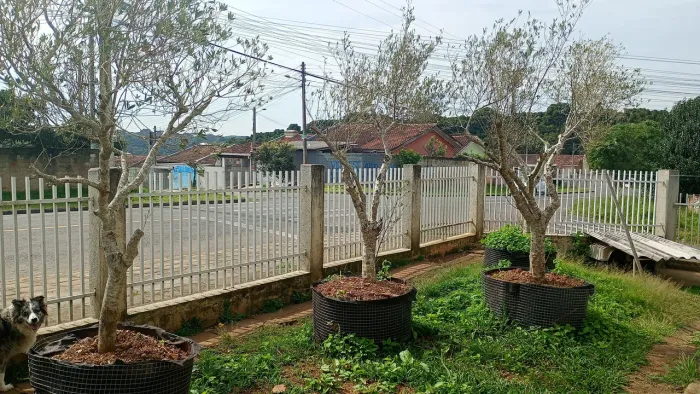 Oliveiras