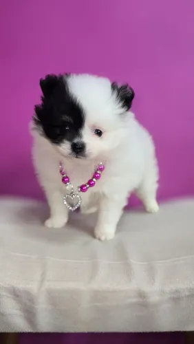 Lulu da pomerania Anão Fêmea