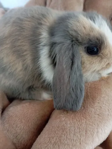 Lindos mini coelhos da raça mini lop.Disponiveis