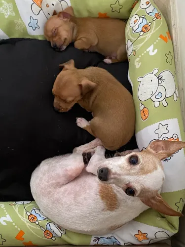 Pinscher 1
