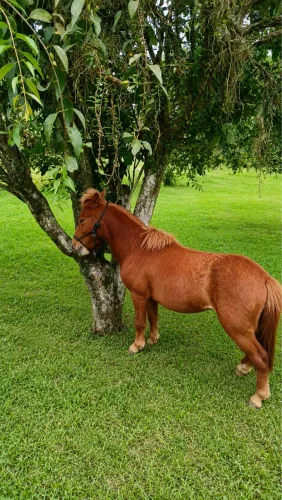 Vendo pônei macho inteiro