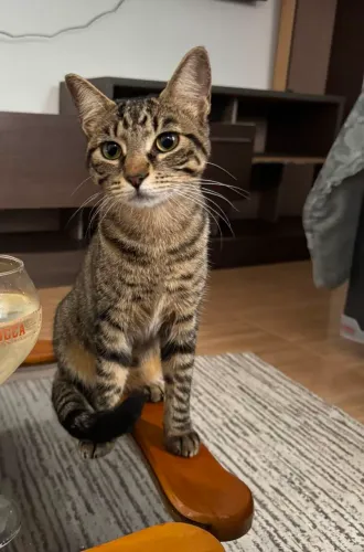Doação de gatinha