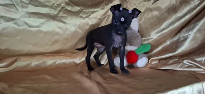 Linda fêmea Pinscher