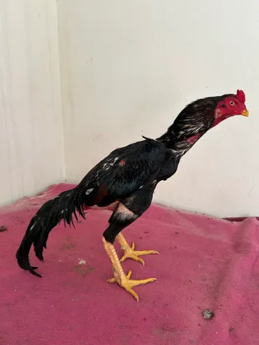 Galo de raça 