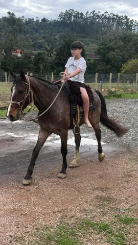 Cavalo marchador!!!