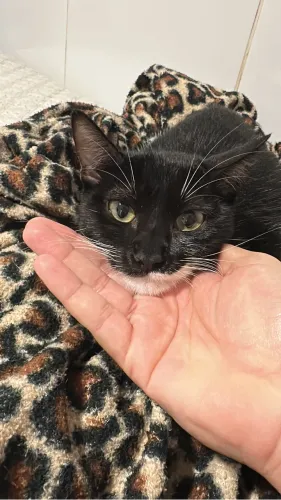 Doação Gato Macho