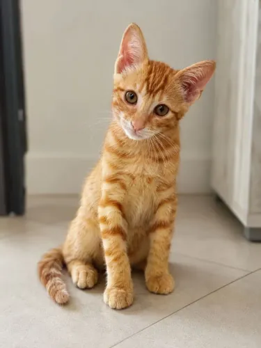 Gato laranja para adoção responsável 