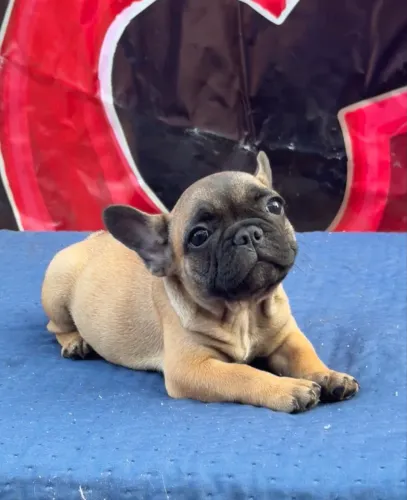 Buldogue Francês Micro Exótico