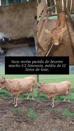 Vendo vaca 