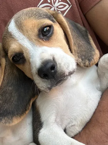 Lindos filhotes de beagle( aceito cartão de crédito ?)