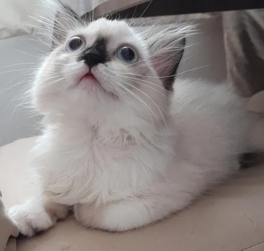 Gatinha persa himalaia