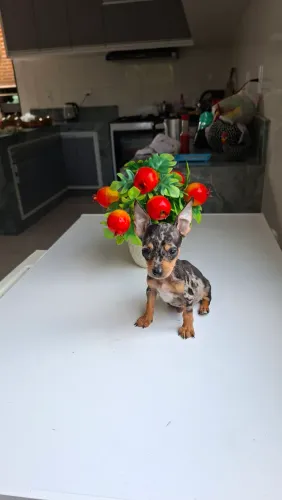 Pincher
