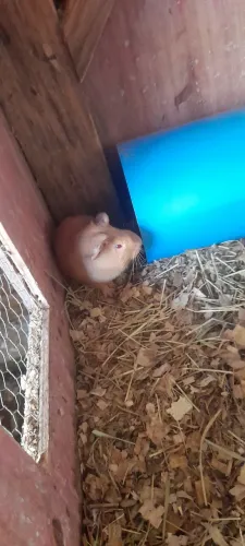 Porquinha da índia filhote