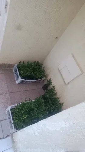 Vendo mudas de Murtas pra cerca viva 