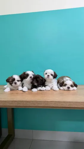 Filhotes de Shitzu Mini 