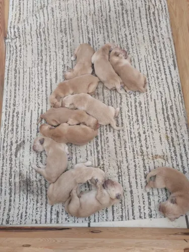 Filhotes de Golden Retriver!!!