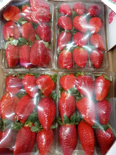Morangos inatura frescos e congelado importados para sua cozinha