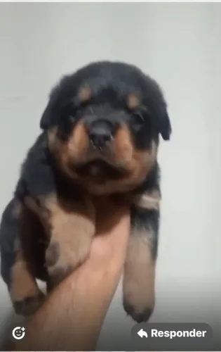 Rottweiler puro