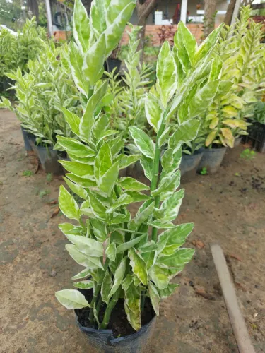 Vendemos plantas ornamentais