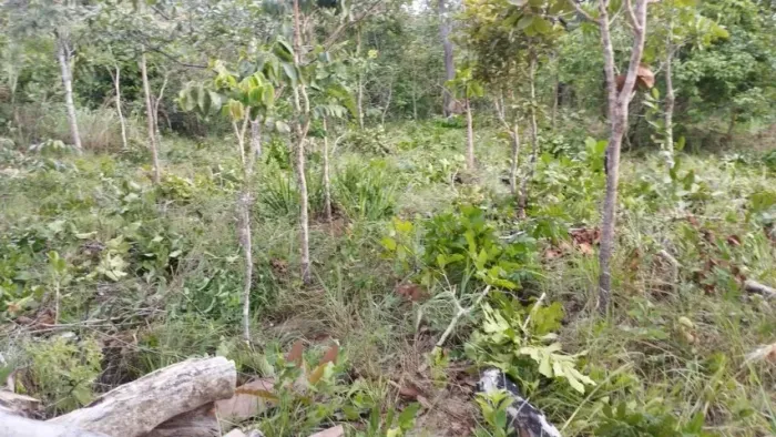Vendo 20 alqueires no município de Itacajá