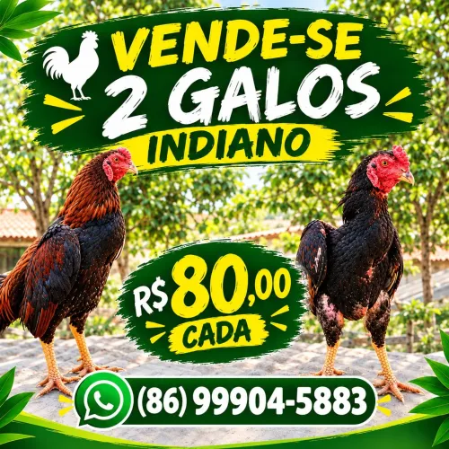 Galos Indianos