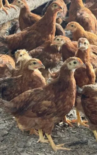 Vendo pitainhas embrapa 51 postura R$ 40 reais a unidade.