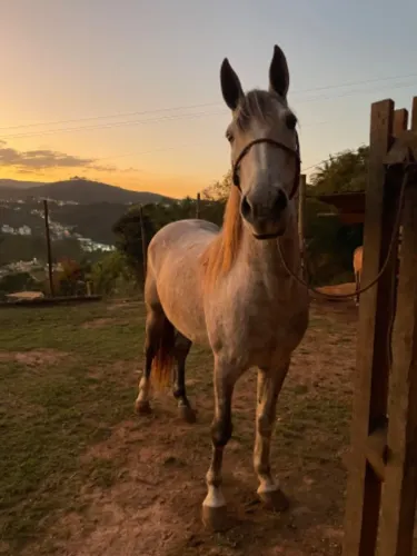 OPORTUNIDADE CAVALO GARANHÃO