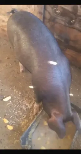 Leitoa e porco