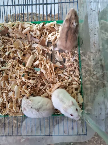 A3M- Hamister Anão Russo( leia a descrição do anúncio).