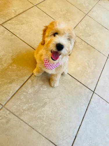 Filhote de poodle 