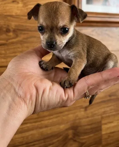 Pinscher zero fêmea bem miudinha única da ninhada