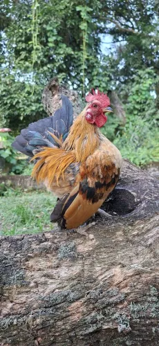 Galinha Garnizé Serama 