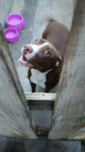 Cachorro Pitbull