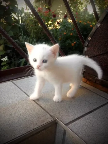 Gatinha para adoção!
