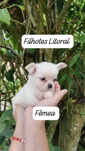 Chihuahua pelo longo filhotes