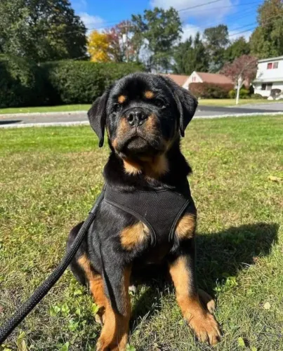 Baby rottweiler excelente temperamento dócil e vigilante