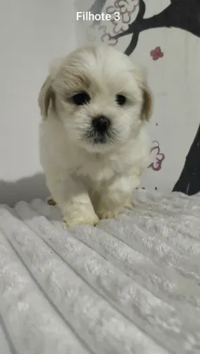 Lhasa apso Macho