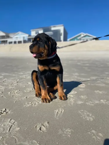 Filhotes lindos de rottweiler alemão 