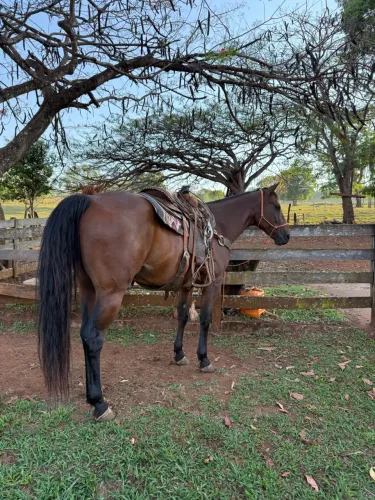 Cavalo Quarto de Milha !!