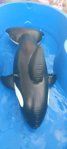 Bote inflável