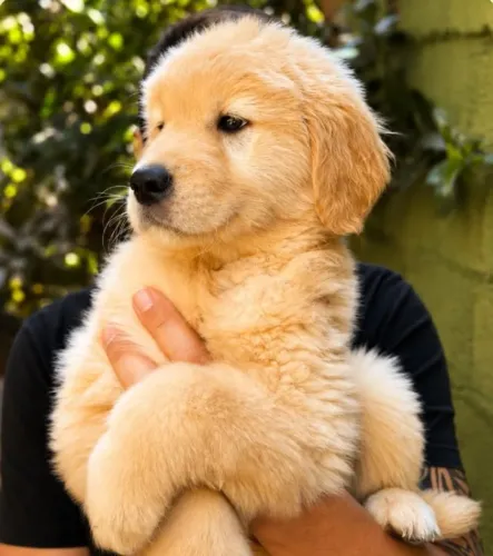 Golden Retriever disponíveis - Sorocaba